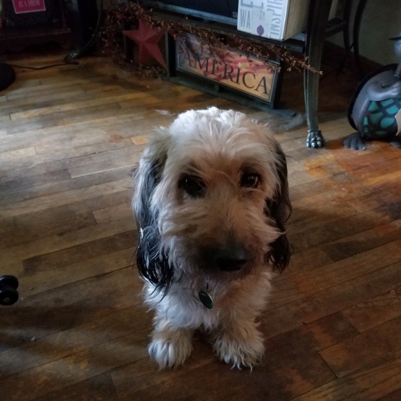 Meet your Posher, Robin - Picture 1 of 1